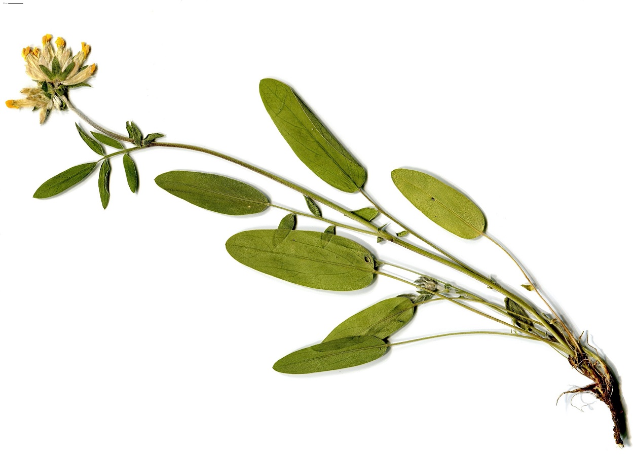 Anthyllis vulneraria subsp. carpatica (Fabaceae)